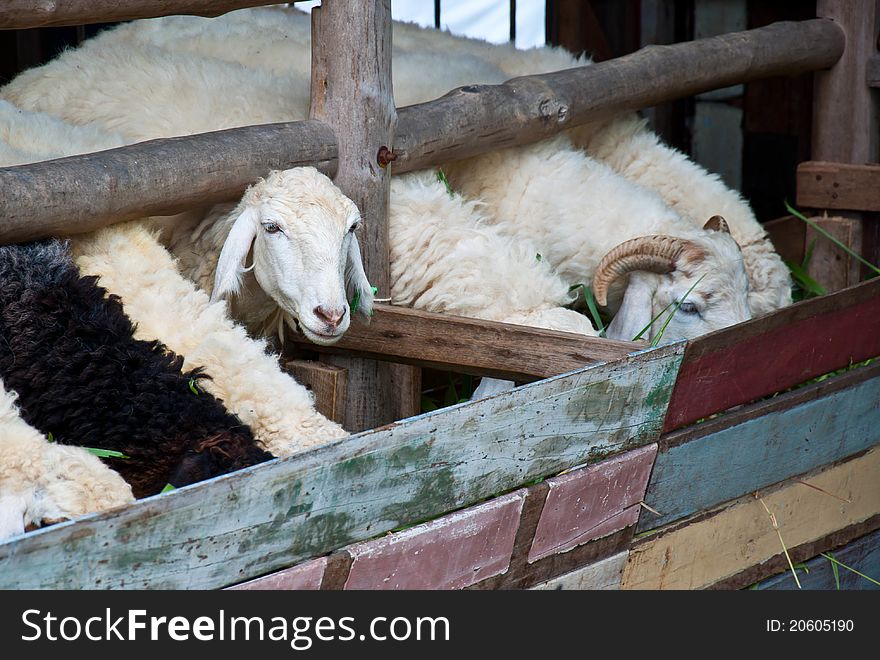 Sheep in farm natural outdoor