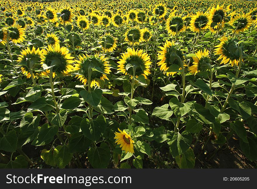 Field Of Sunflowers