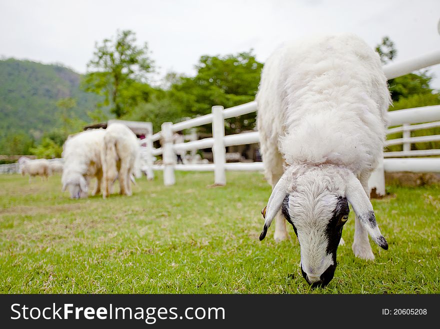 Sheep On The Farm.