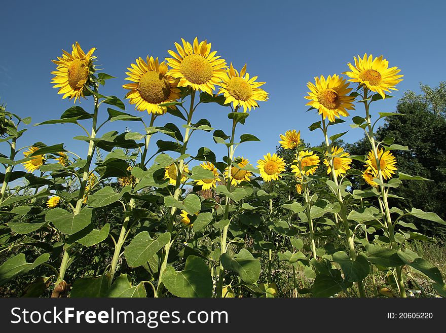 Nice yellow sunflowers on summer field