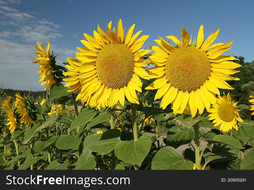 Detail of two nice large sunflowers in summer field