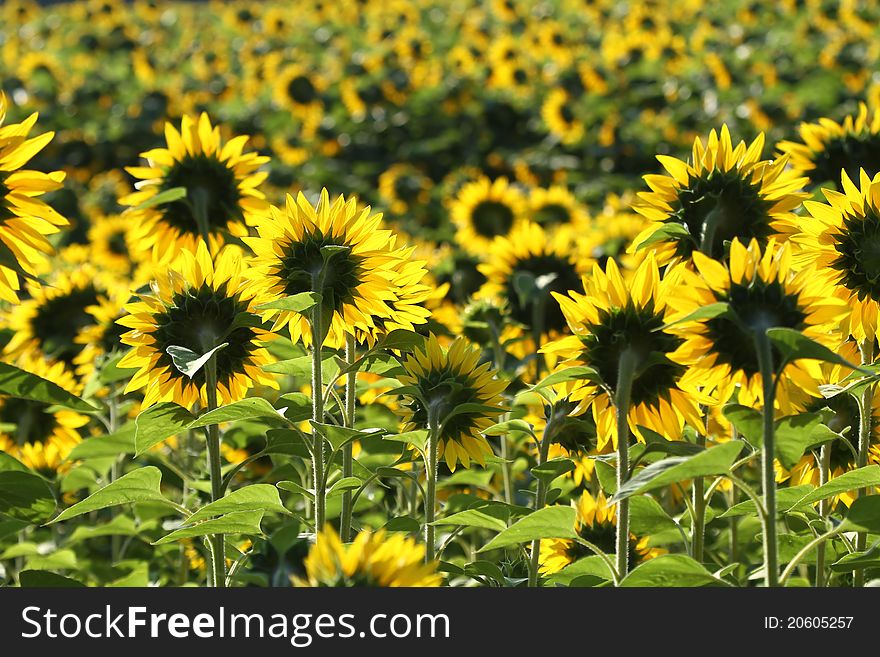 Nice yellow sunflowers from behind