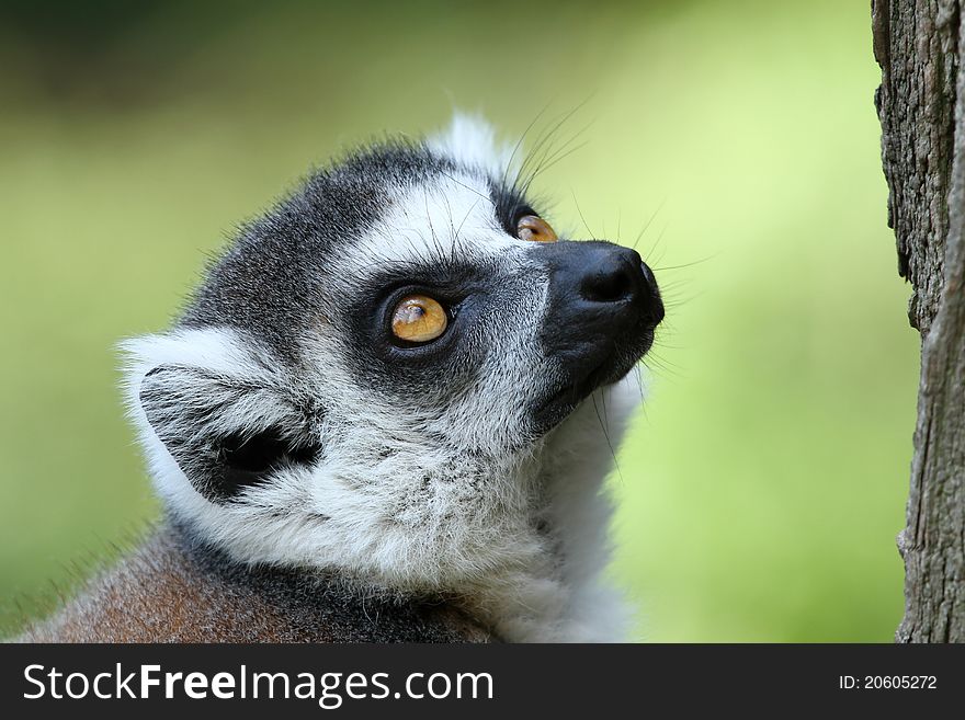 Portrait of nice hirsute lemur in ZOO. Portrait of nice hirsute lemur in ZOO