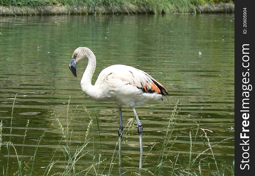 Young Chilean Flamingo (Phoenicopterus chilensis) in the lake