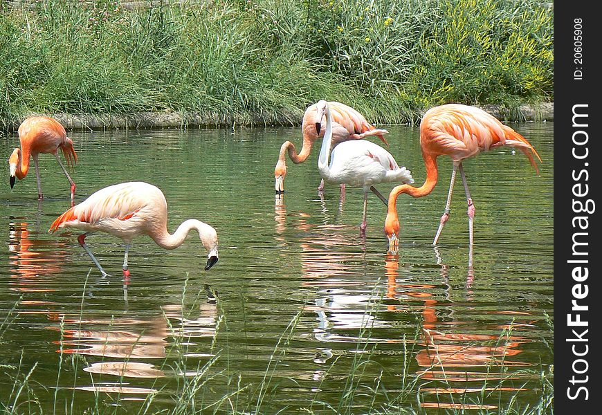 Young and Older American Flamingos (Phoenicopterus ruber) feeding in the lake