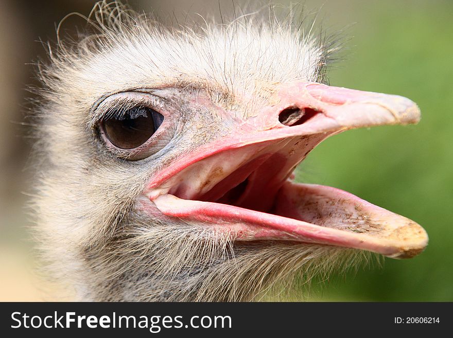 Detail photo of head of ostrich