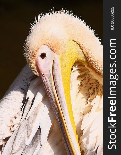 Photo of head of pelican