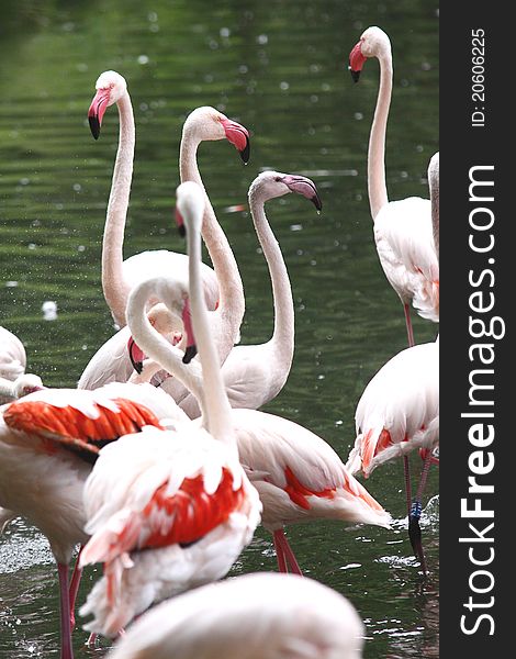 Flamingos in the water in ZOO