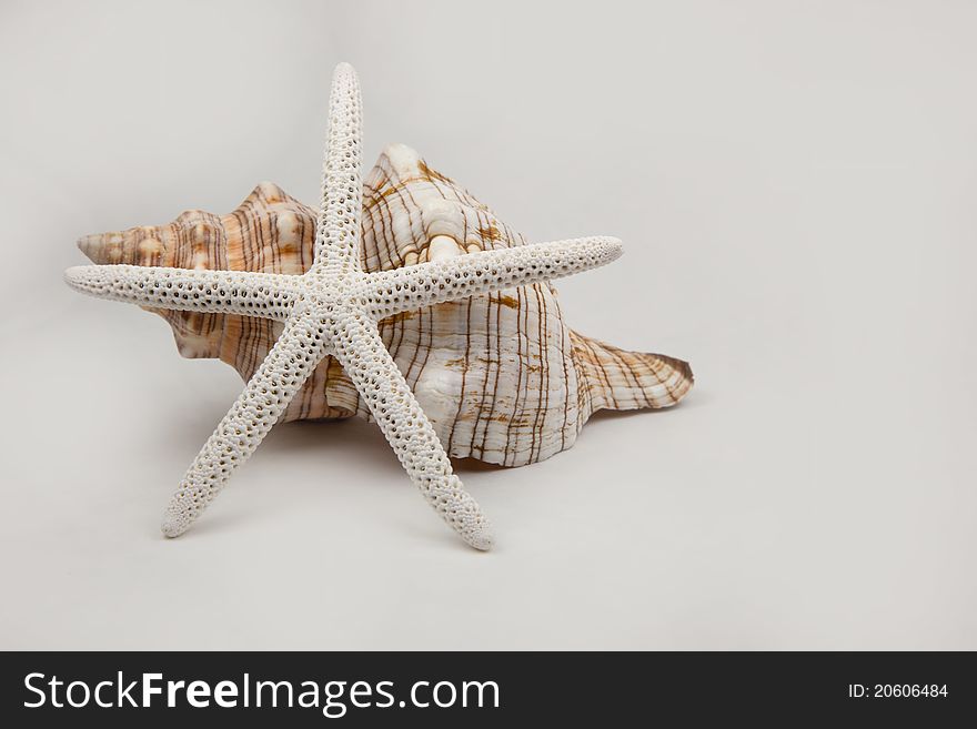 A white starfish and a conch shell. A white starfish and a conch shell.