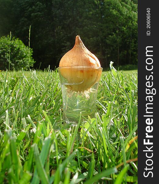 Onion in a glass of water on the grass at forest edge in a summer day