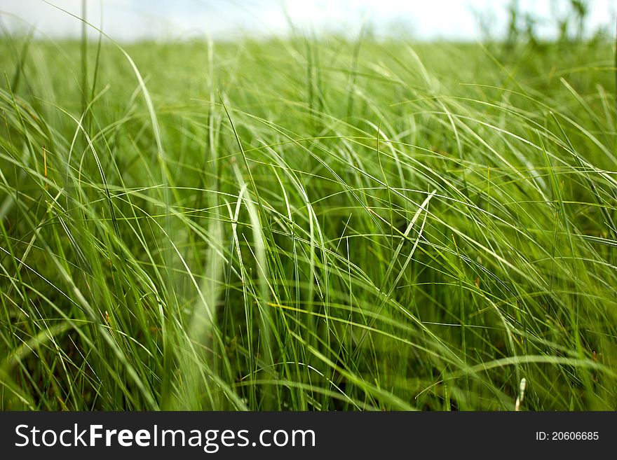 Green grass of the field