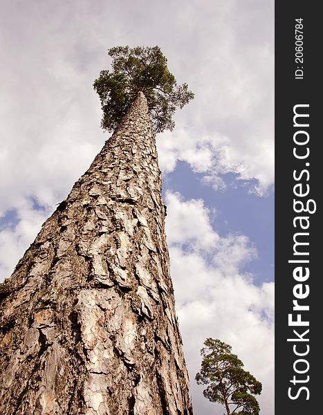 High an old pine in the forest and sky