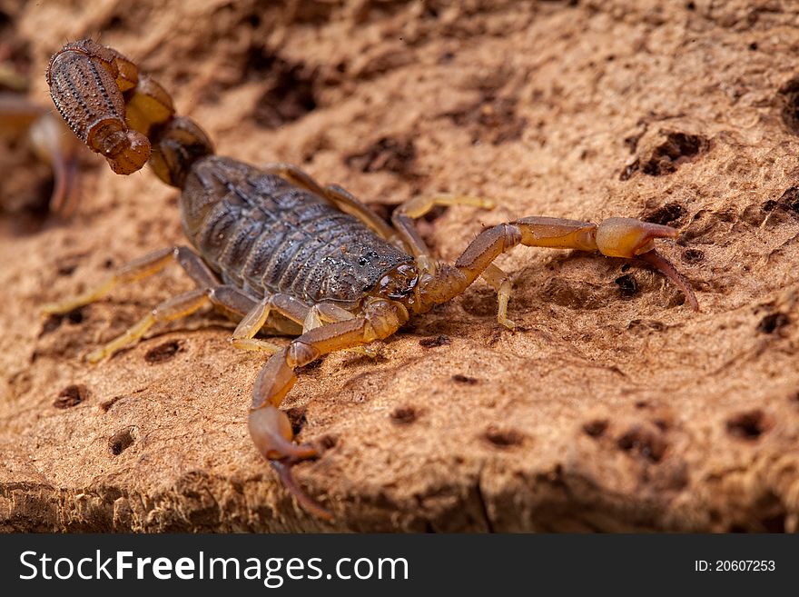 Front side studio photography of a Scorpion on bark