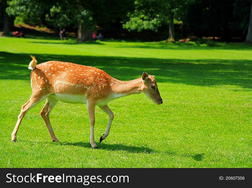 A female fallow deer standing in a meadow