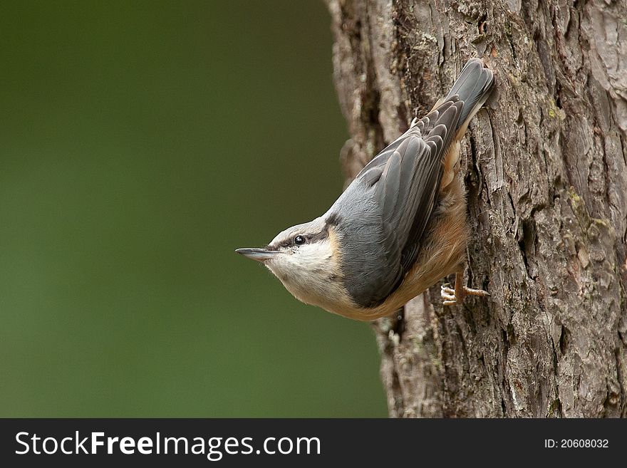 Nuthatch in a tree looking up