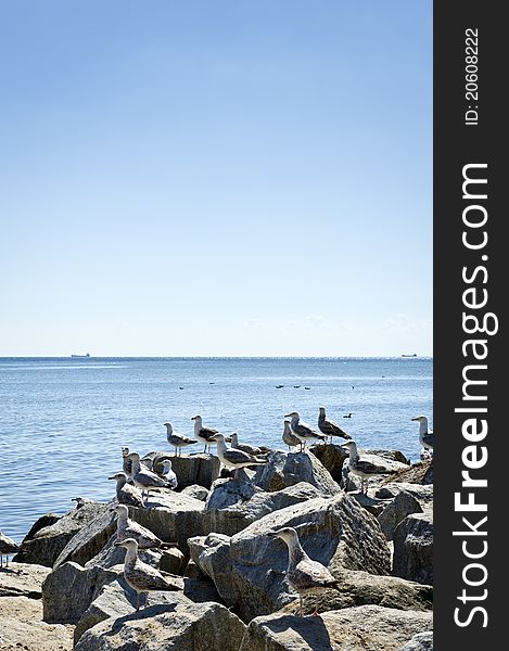 Seagull on the seaside rocks, Baltic sea, Poland. Seagull on the seaside rocks, Baltic sea, Poland