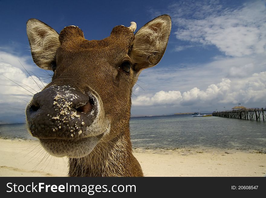 Deer playing in the sand of a tropical beach. Deer playing in the sand of a tropical beach