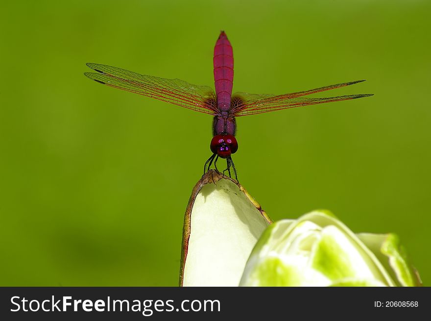 Dragonfly On The Blossom