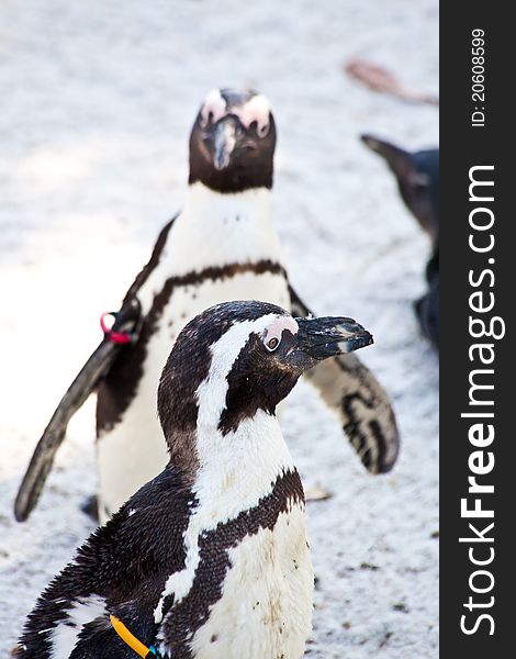 African Penguins are about 68cm in length, and weigh between 2.1 and 3.7kg. Spheniscus is a diminutive of the Greek word spen, meaning a wedge, which refers to their streamlined swimming shape, while demersus is a Latin word meaning plunging. African Penguins are about 68cm in length, and weigh between 2.1 and 3.7kg. Spheniscus is a diminutive of the Greek word spen, meaning a wedge, which refers to their streamlined swimming shape, while demersus is a Latin word meaning plunging.