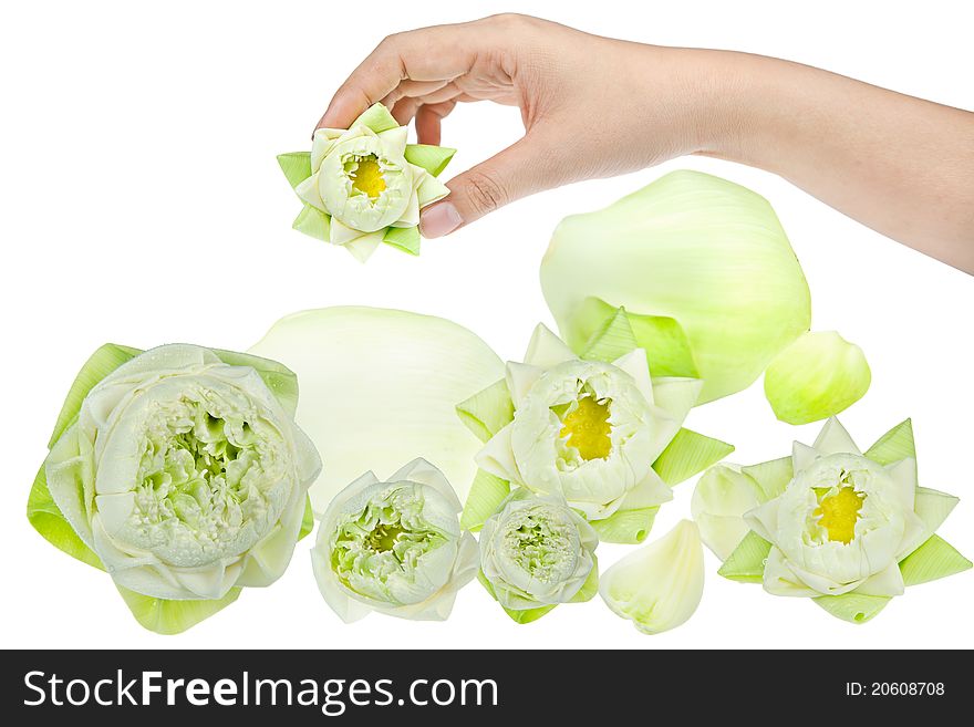 Hand holding white small lotus. Hand holding white small lotus