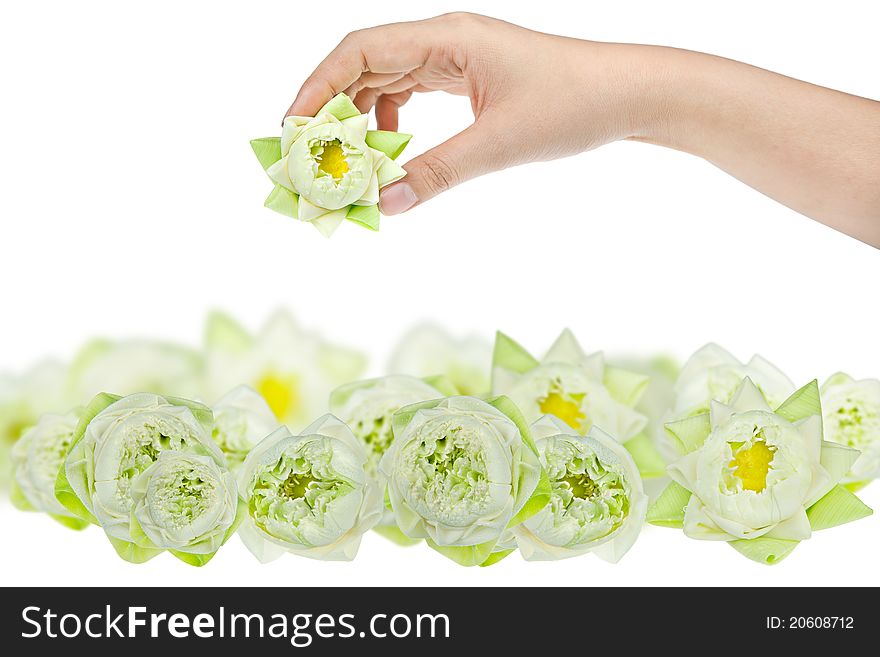 Hand holding white small lotus. Hand holding white small lotus