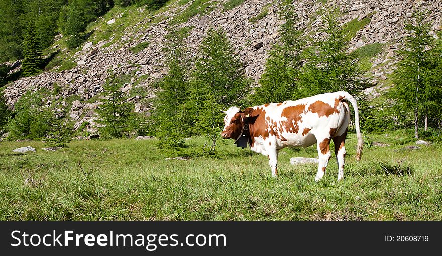 Cows And Italian Alps