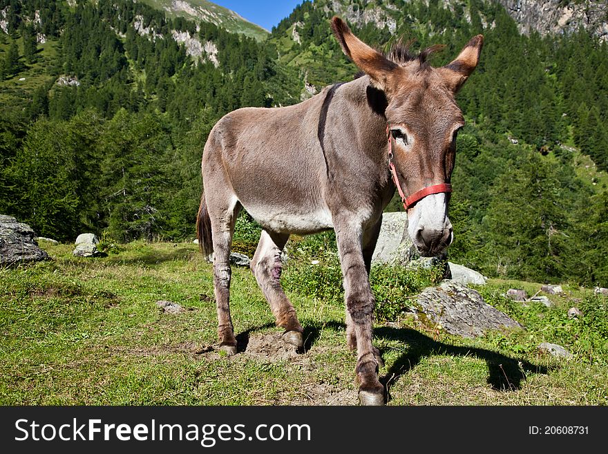 Donkey on Italian Alps