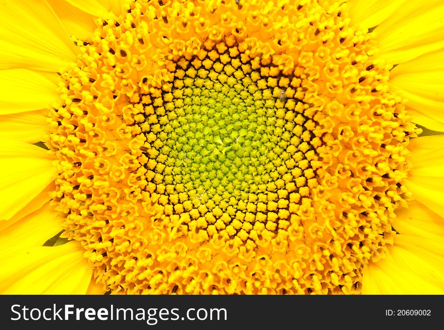 A close-up of a beautiful bright yellow sunflower. A close-up of a beautiful bright yellow sunflower