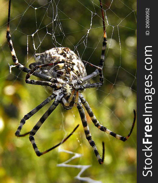 Spider Argiope lobata in center of spiderweb