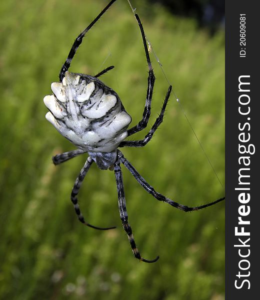 Argiope Lobata Spider On Green Background