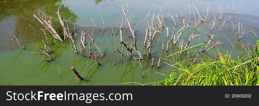 Landscape with a river. flooded bushes