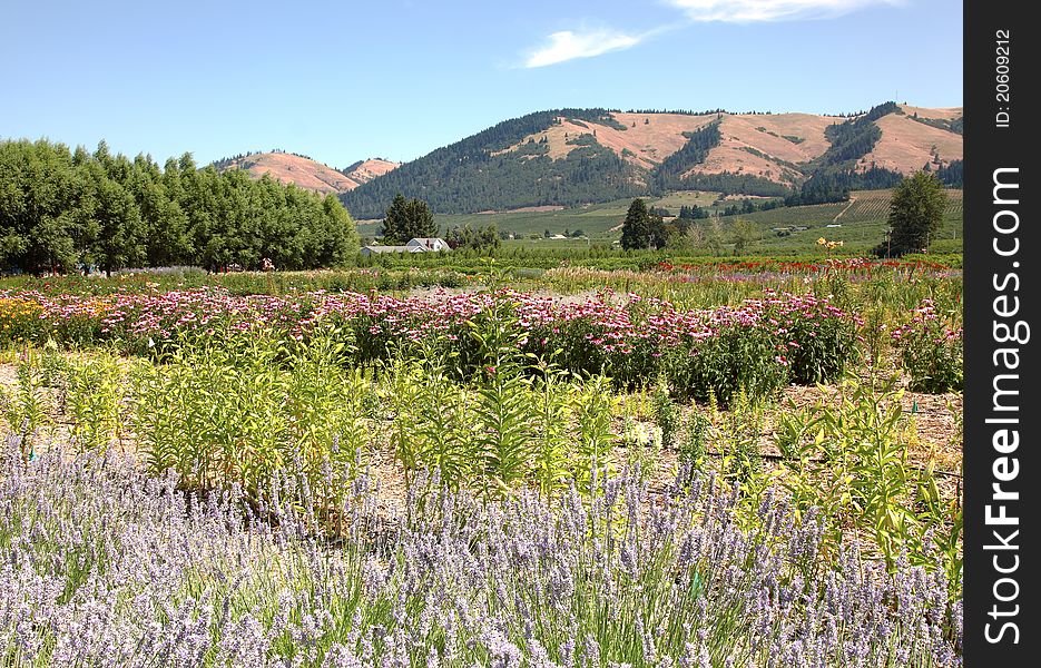 An outdoor flower garden in the Hood River valley in Oregon state. An outdoor flower garden in the Hood River valley in Oregon state.