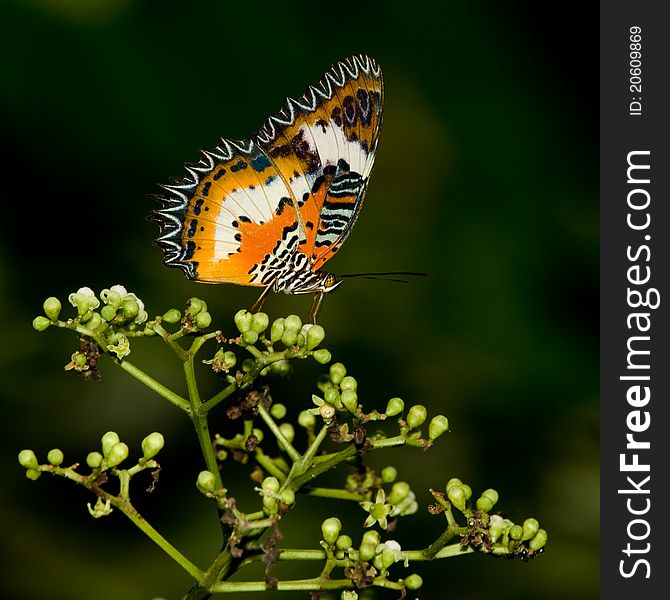 A male Leopard Lacewing (Cethosia cyane) butterfly foraging in the nature reserves. A male Leopard Lacewing (Cethosia cyane) butterfly foraging in the nature reserves.