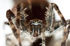 Big Spider Royalty Free Stock Photos Big Spider Royalty Free Stock Photos