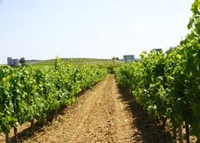 Catalan Vineyards Royalty Free Stock Images Catalan Vineyards Royalty Free Stock Images