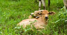 Cow In The Field Royalty Free Stock Photo