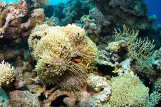 Anemone And Clownfish Royalty Free Stock Images Anemone And Clownfish Royalty Free Stock Images