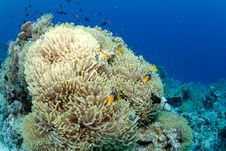 Anemone And Clownfish Stock Images Anemone And Clownfish Stock Images