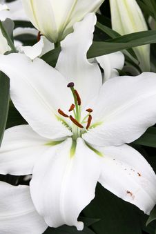 White Lilies Royalty Free Stock Photo White Lilies Royalty Free Stock Photo