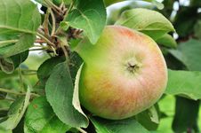 Apple Growing Royalty Free Stock Photography Apple Growing Royalty Free Stock Photography