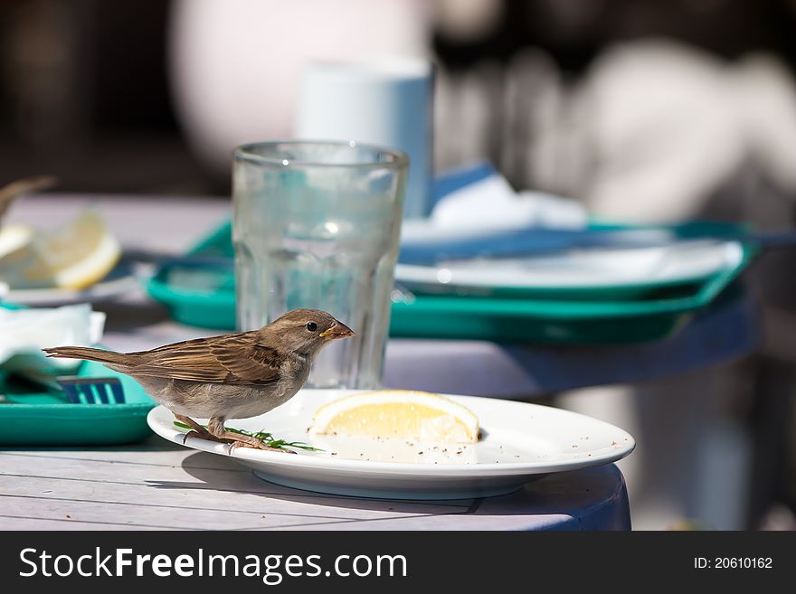 Sparrow having a feast over left overs at a cafe table.Focus on sparrow. Sparrow having a feast over left overs at a cafe table.Focus on sparrow.