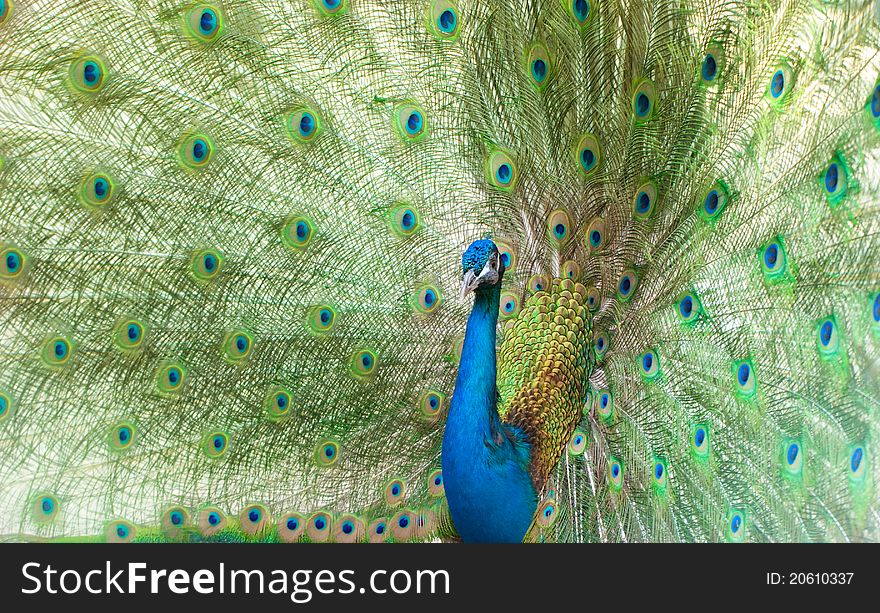 Impressive peacock, zoo in hotel, Turkey