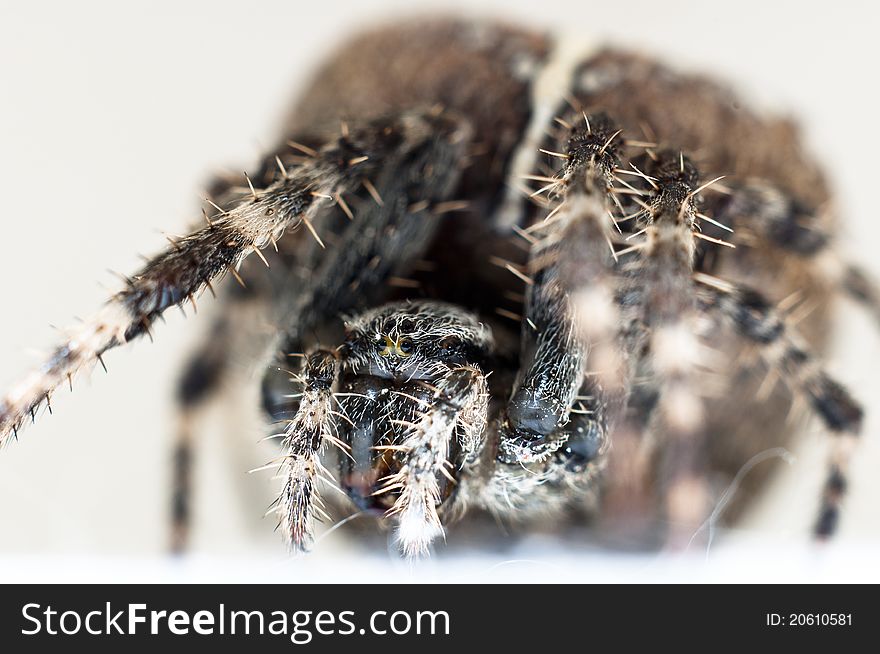 Big spider on isolated white background macro shot