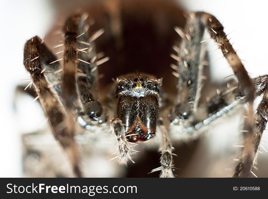 Big spider on isolated white background macro shot