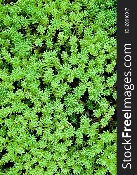 Sedum, moss shoots close-up as a background