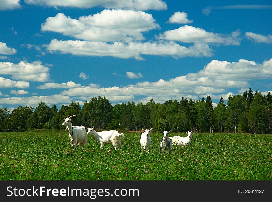 Goat family on the pasture