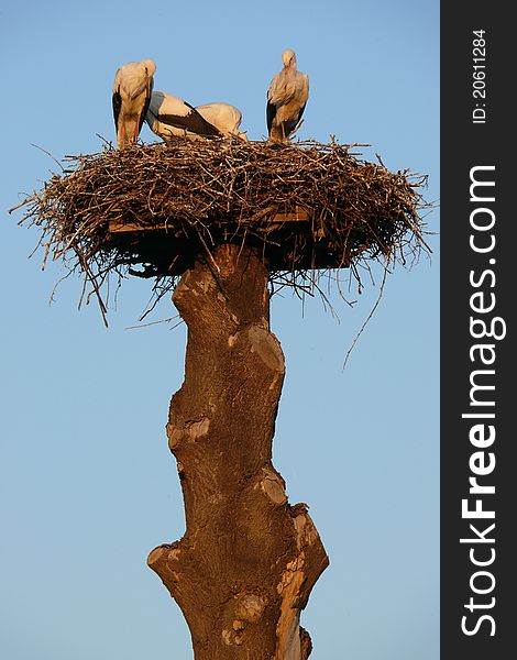 Storks are in their nest on a tree. Storks are in their nest on a tree.