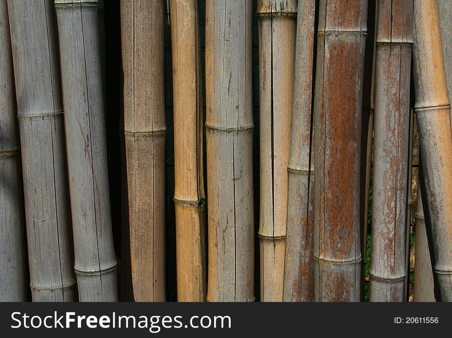 Dry sticks of bamboo standing vertically upright