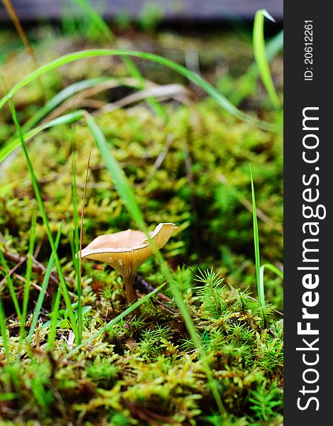 Young mushroom and sphagnum in the forest