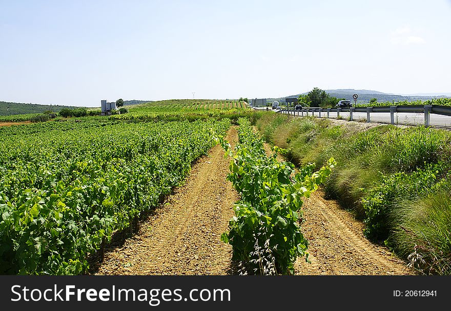 Vineyards in the zone of the PenedÃ©s in the province of Barcelona.